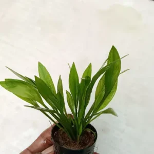 Amazon Grissibchia