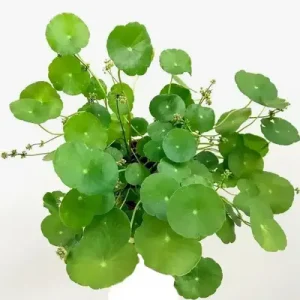 Hydrocotyl verticillata
