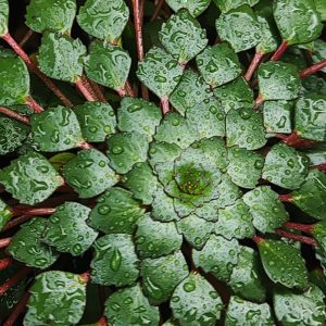 Ludwigia sedioides. 1pc