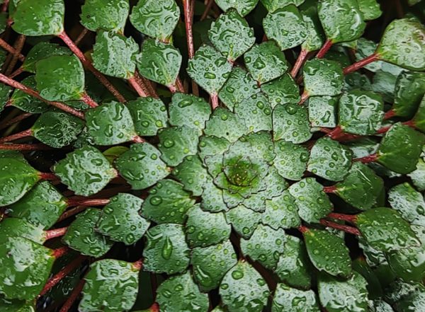 Ludwigia sedioides. 1pc