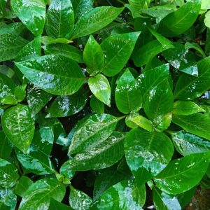 Hygrophila corymbosa compact