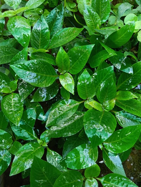 Hygrophila corymbosa compact
