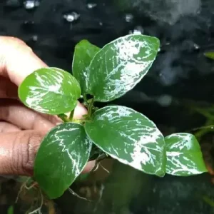 Anubias Nana