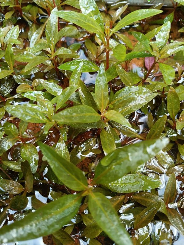 Aoltnanthra rinecki