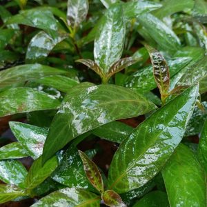 Hygrophila stricta