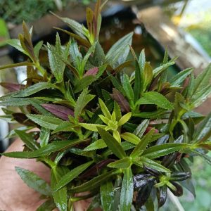 Limnophila aromatica purple