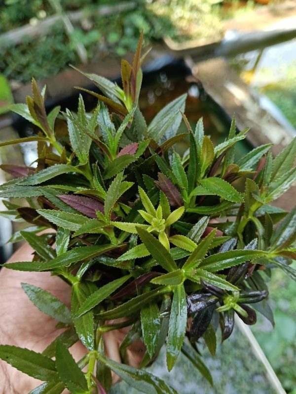 Limnophila aromatica purple