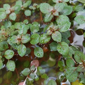 Ludwigia mini super red