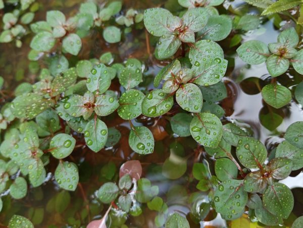 Ludwigia mini super red