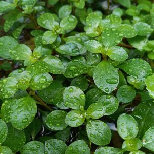Ludwigia repens