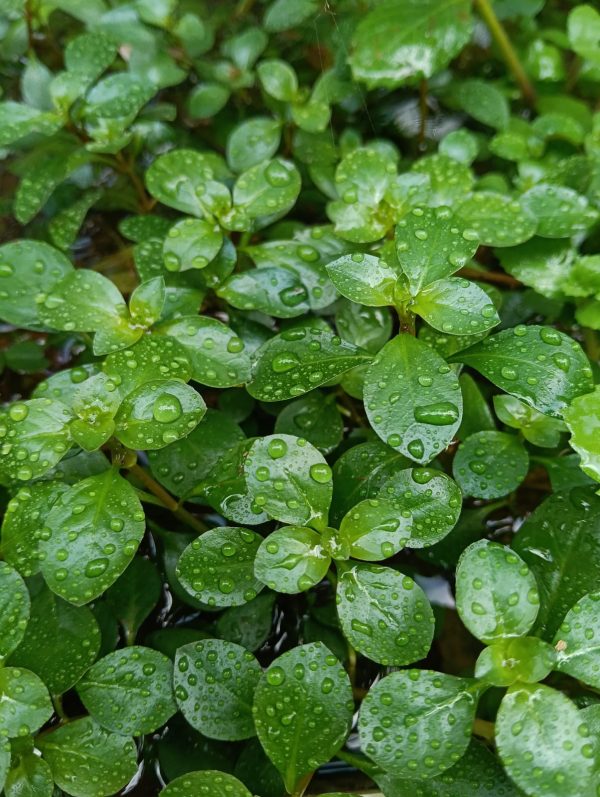 Ludwigia repens