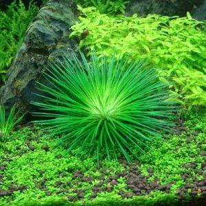 Eriocaulon cinereum .1 Pc