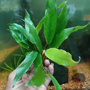 Anubias glabra