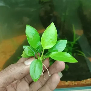Anubias nana gold Pot