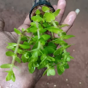 Becopa Carolina pot