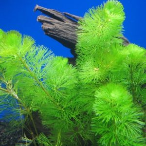 Cabamba Green