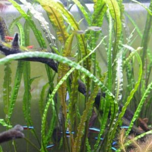 Cryptocryne Retro Spiralis.1 Pot