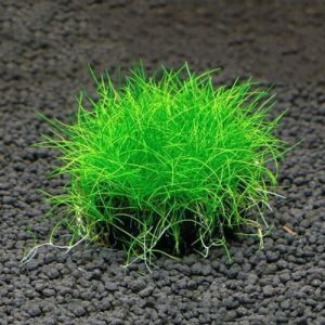Dworf Hair Grass