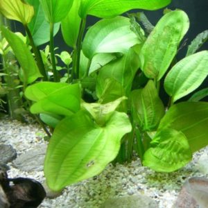 Echinodorus cardifolius