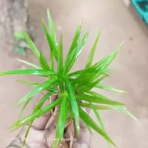 Echinodorus tennelus pot