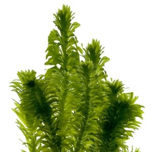 Egeria densa .1pc