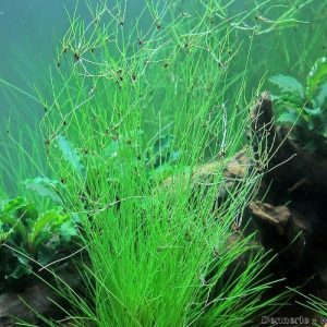 Eleocharis-vivipra