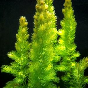 Foxtail .1Pak