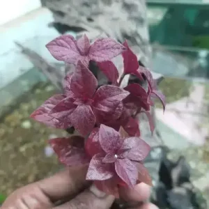 Hemigraphis Sp Pink