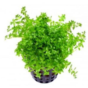 Hemiyantusperalweed
