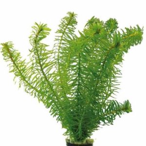 Hydrilla