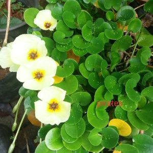 Hydrocleys nymphoides