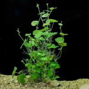 Hydrocotyle Lucosiphala