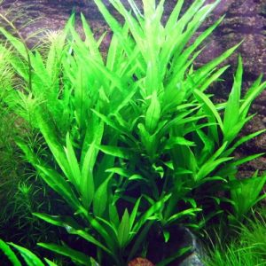 Hygrophila-angustifolia