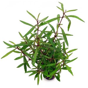 Hygrophila sp araguaia. Pot