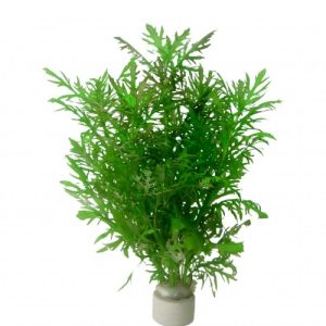 Hygropila diformiss . Pot