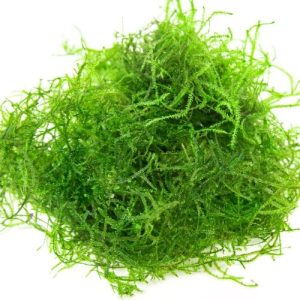 Java moss. 1pak