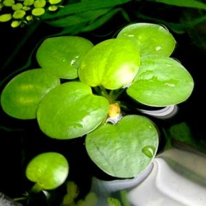 Limnobum. 1pc