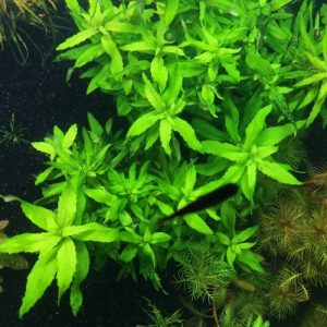 Limnophila Aromatica Green. Pack