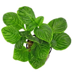 Limnophila Rugosa. Pot