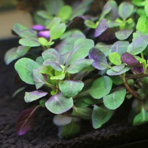 Lobelia cardinalis
