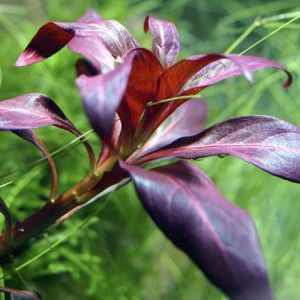 Ludwigia glandlossa. Pot