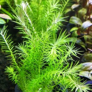 Mayaca fluviatiles. Pot