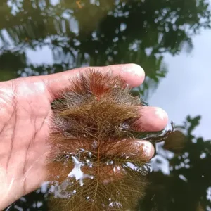Myriophyllum Red