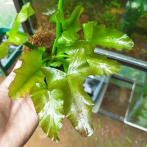 Nuphar Japonica Green