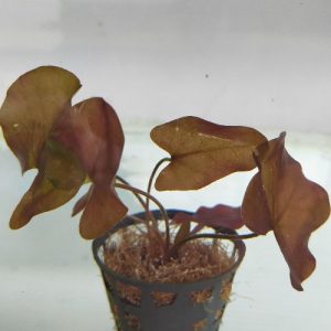 Nymphaea omrana