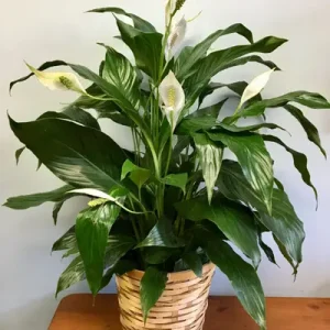 Pease Lilly .1 Plant