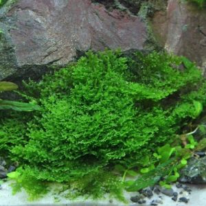 Peelia Moss