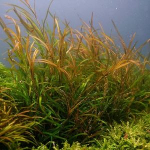 Potamogeton gyai Pot