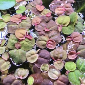 Red root floter. 10 pc
