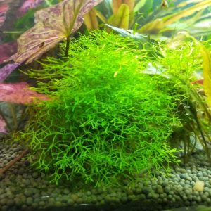 Riccia moss 1 pack
